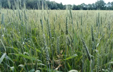 Champ de blé vert