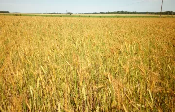 Champ de blé avant moissons